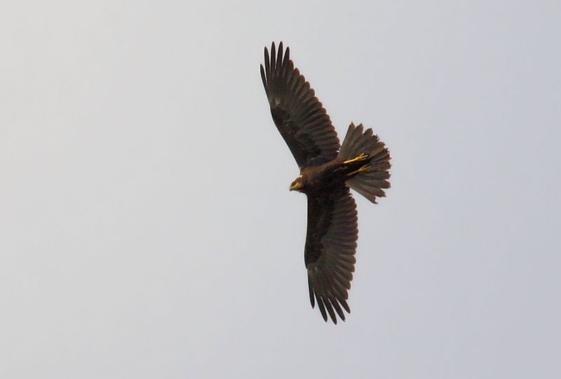 Identificazione rapace